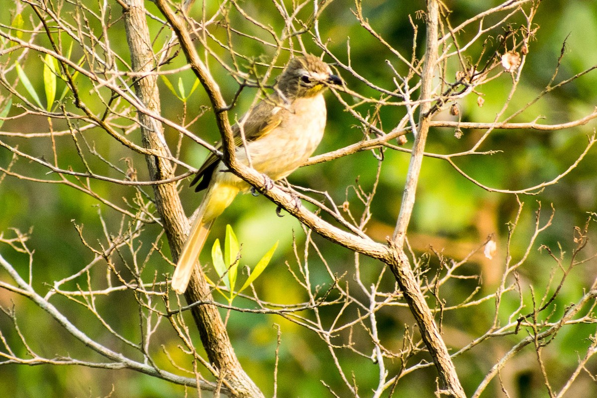 White-browed Bulbul - Prem swaroop Kolluru