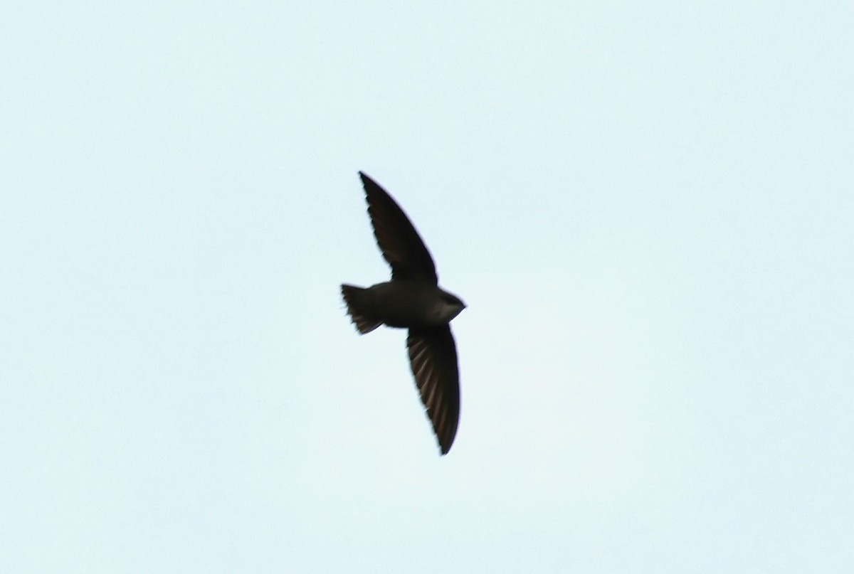 Chimney Swift - Jeffrey Thomas