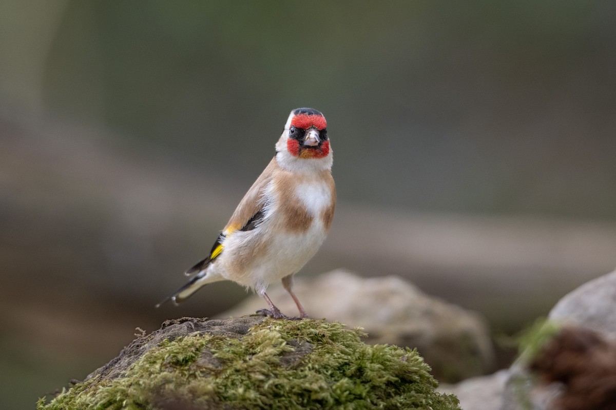 European Goldfinch - Guido Van den Troost