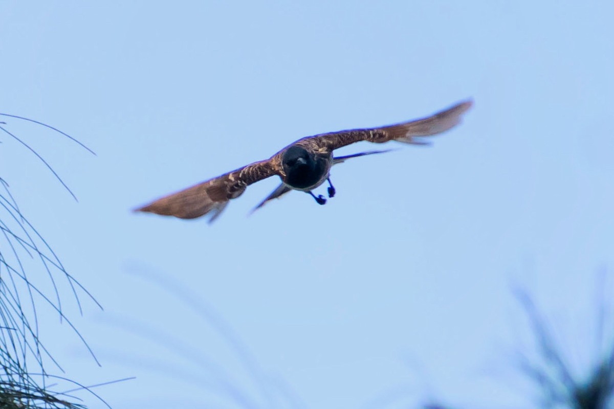 Red-vented Bulbul - Prem swaroop Kolluru