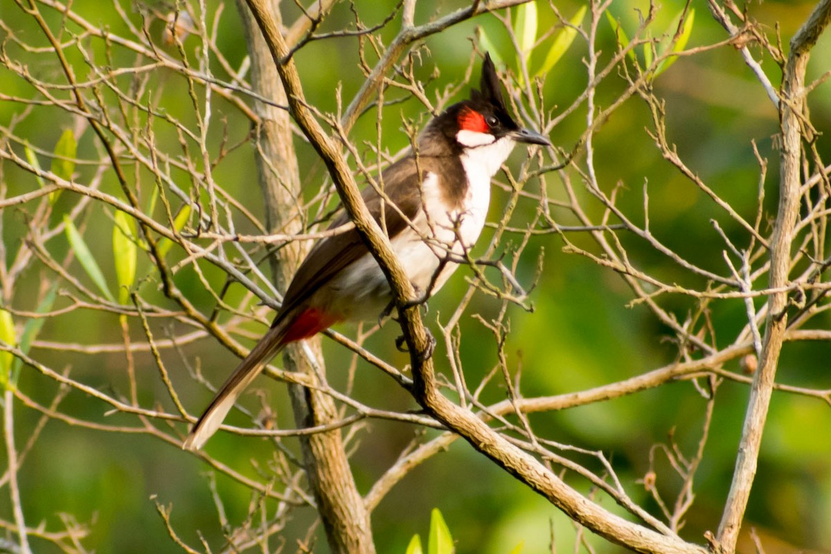 Red-whiskered Bulbul - Prem swaroop Kolluru