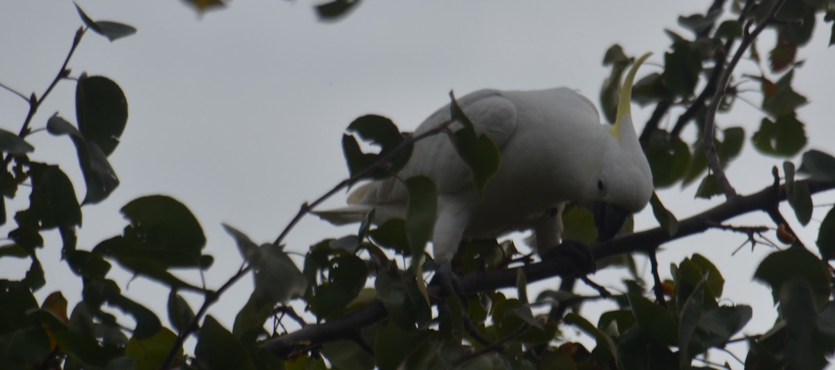 Sulphur-crested Cockatoo - ML618954960