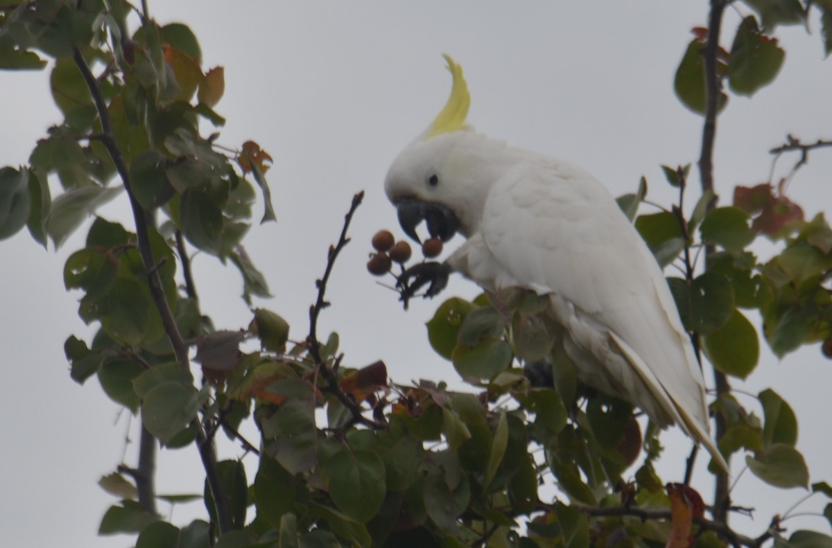 Sulphur-crested Cockatoo - ML618954961