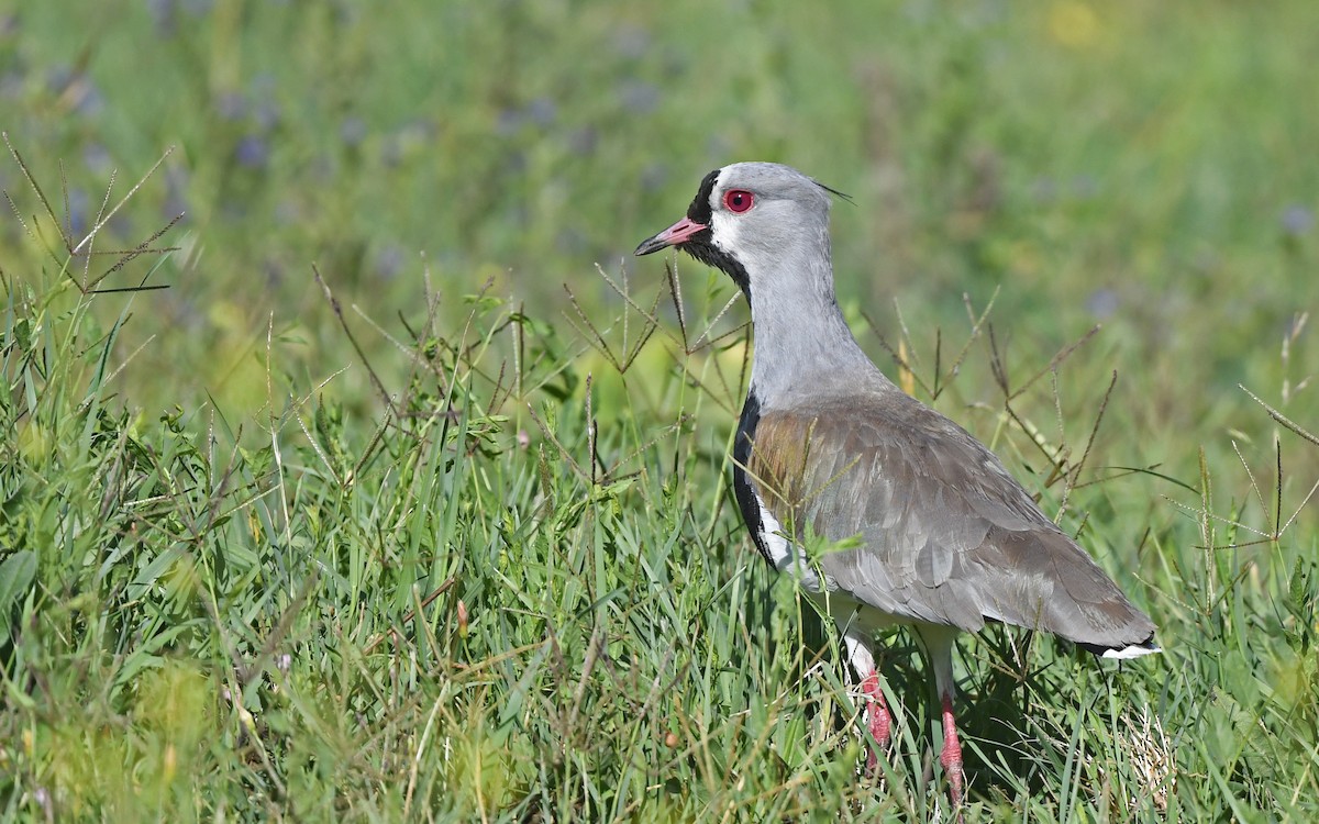 Southern Lapwing (chilensis/fretensis) - ML618954964