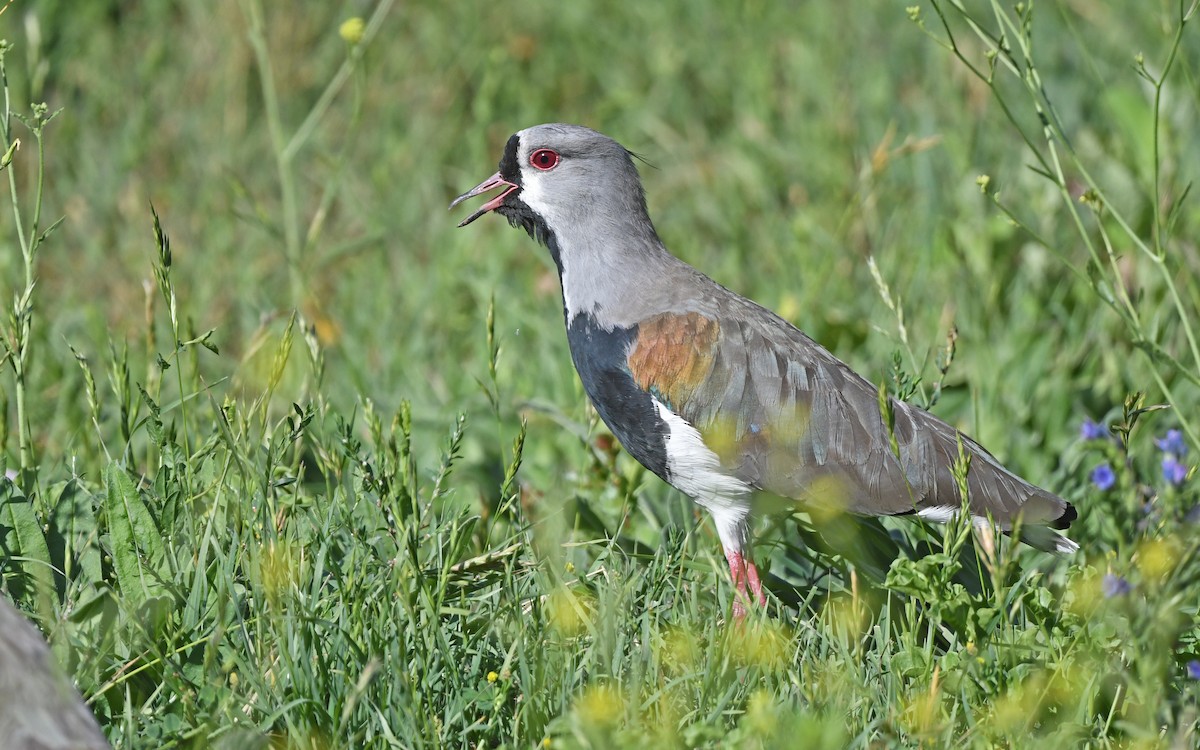 Southern Lapwing (chilensis/fretensis) - ML618954965