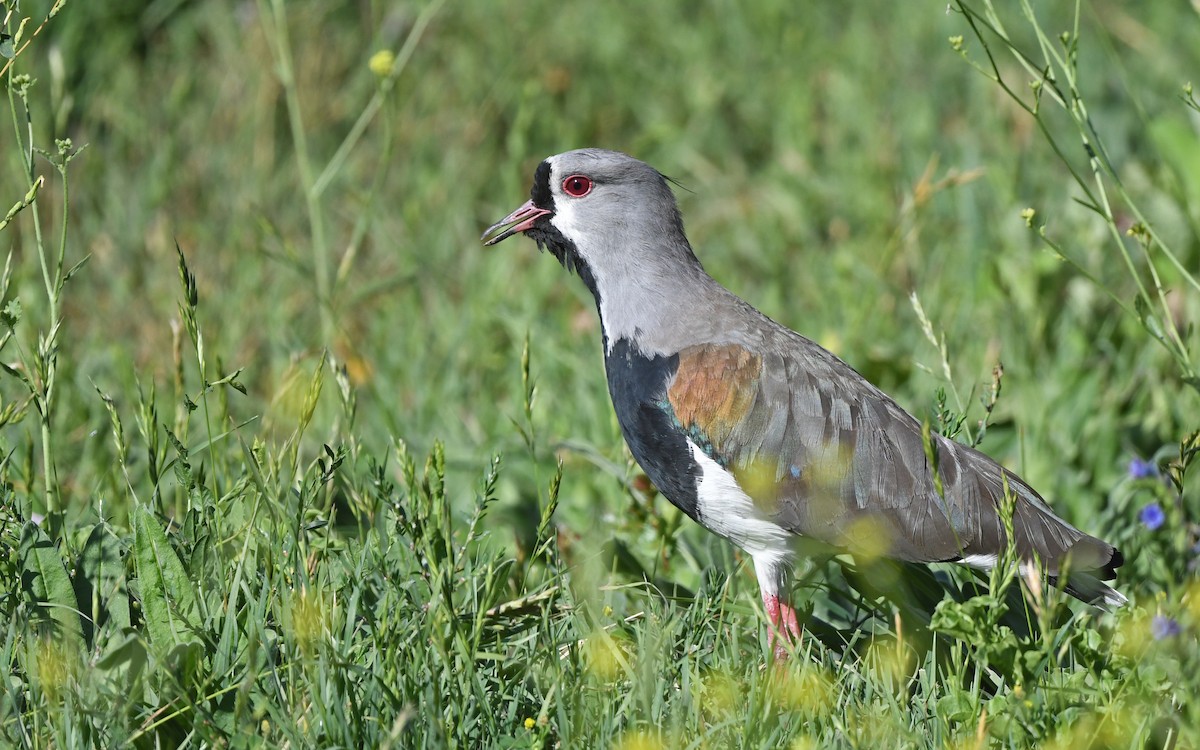 Southern Lapwing (chilensis/fretensis) - ML618954966