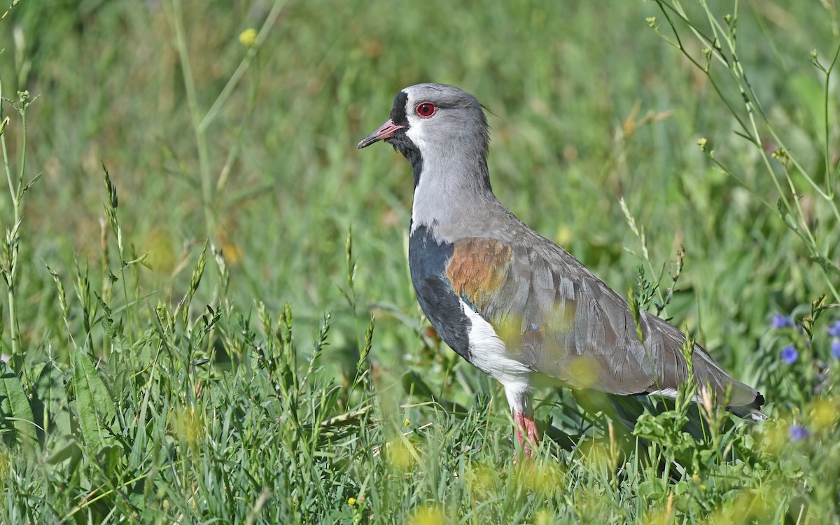 Southern Lapwing (chilensis/fretensis) - ML618954967