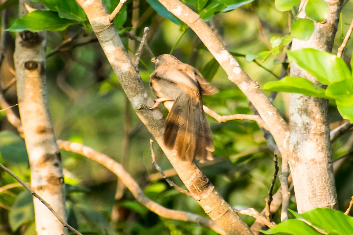 Jungle Babbler - Prem swaroop Kolluru