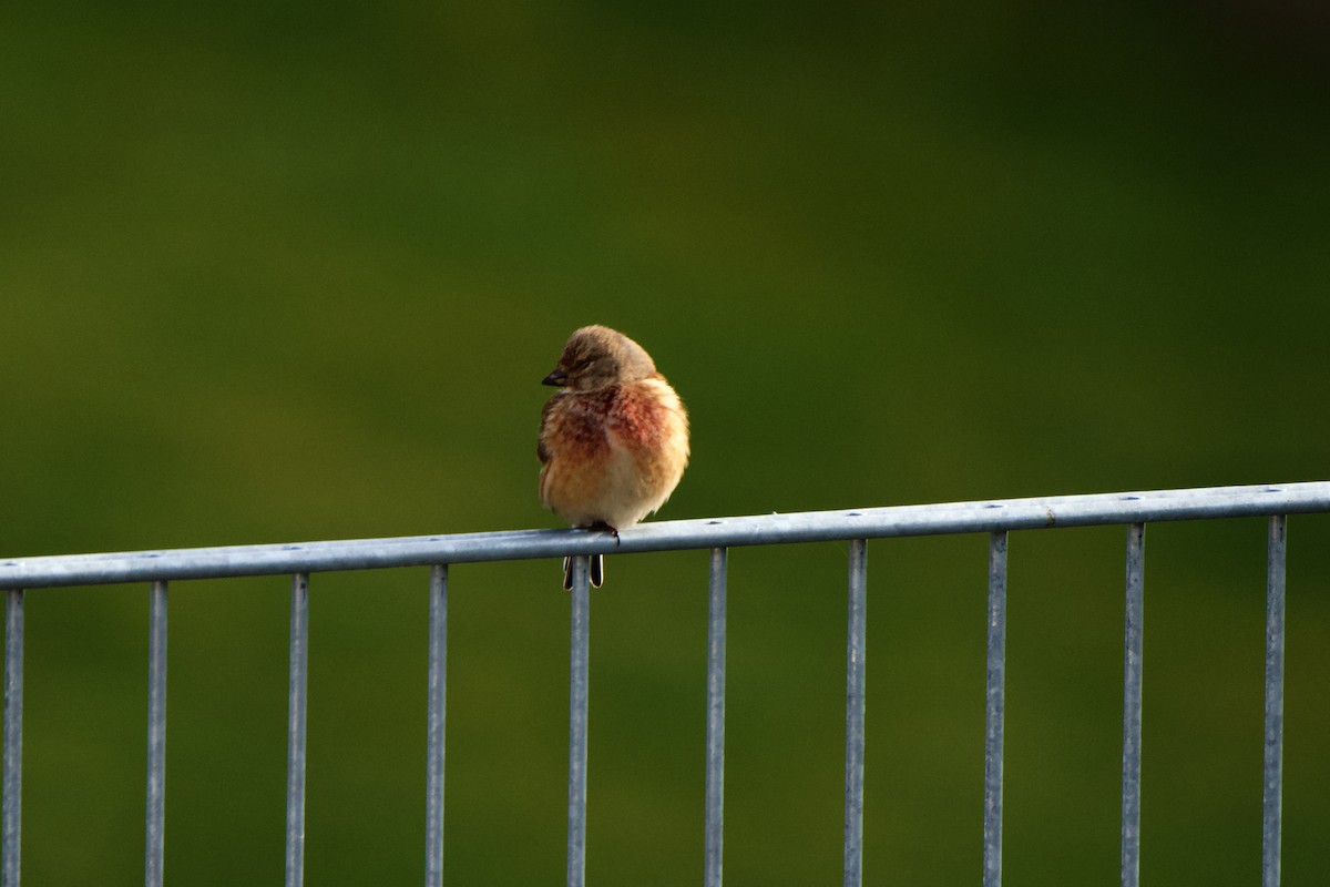 Eurasian Linnet - Nils Stinnesbeck