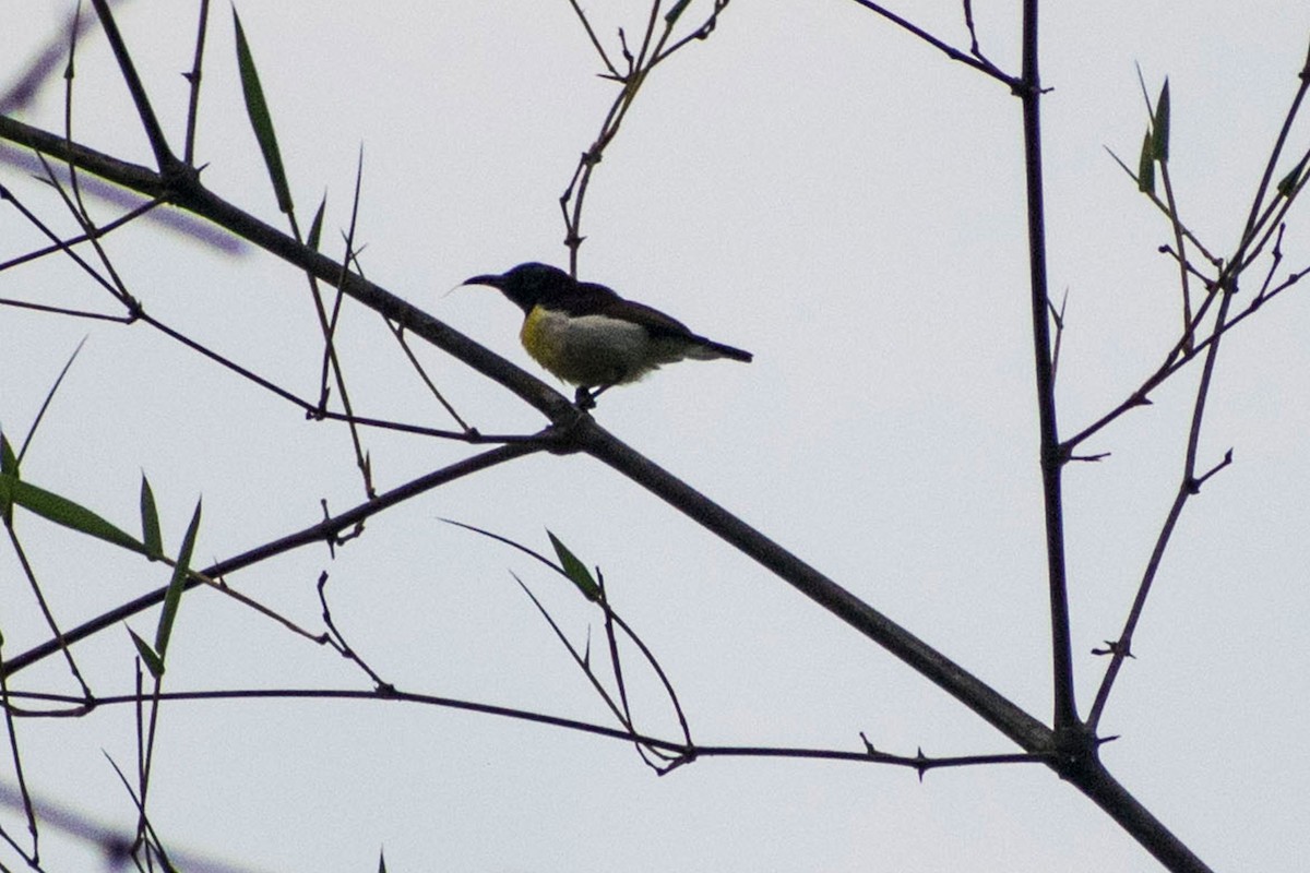 Purple-rumped Sunbird - ML618955004