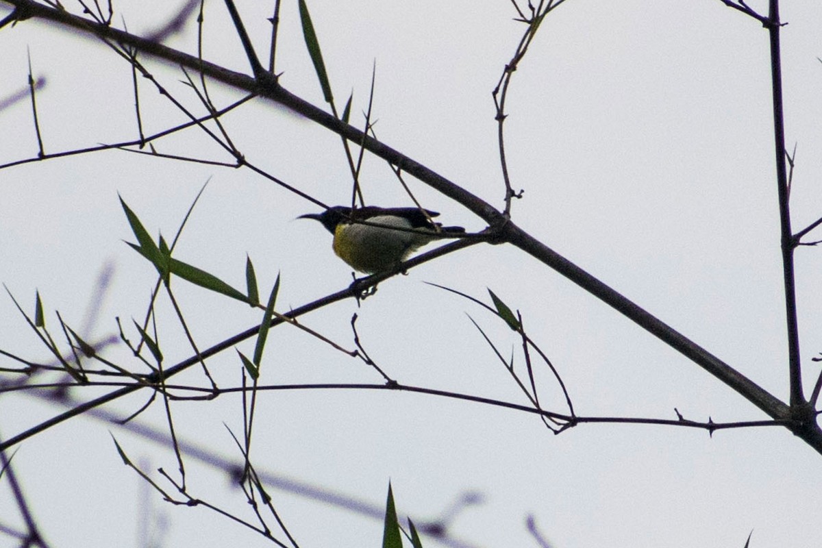 Purple-rumped Sunbird - ML618955012