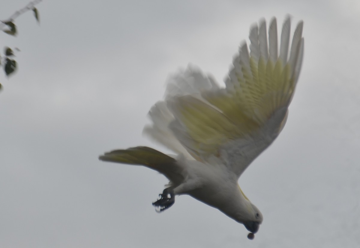 Sulphur-crested Cockatoo - ML618955027