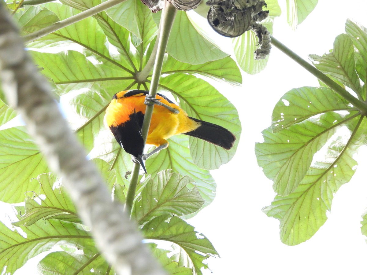 Venezuelan Troupial - lola aleman