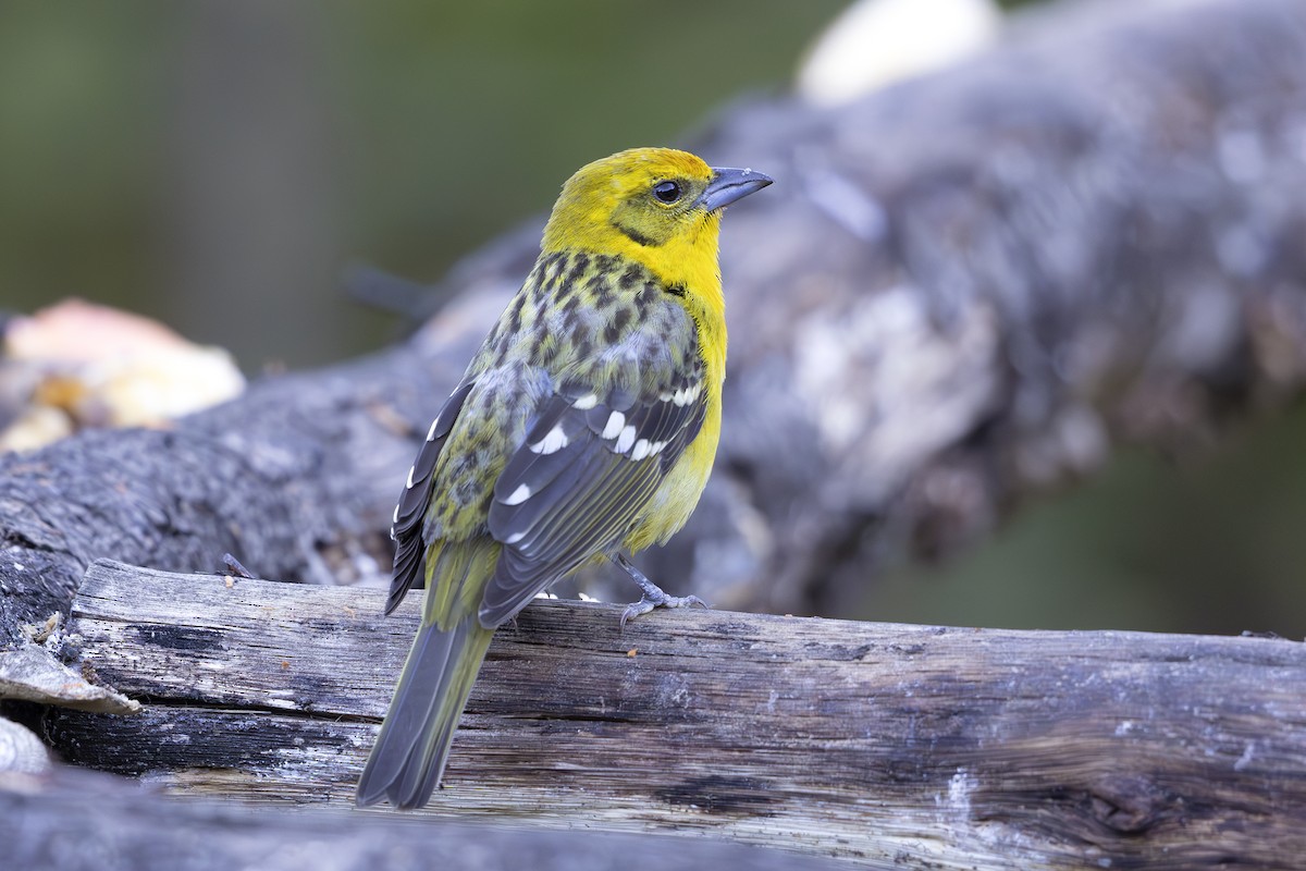 Flame-colored Tanager - Jon Irvine