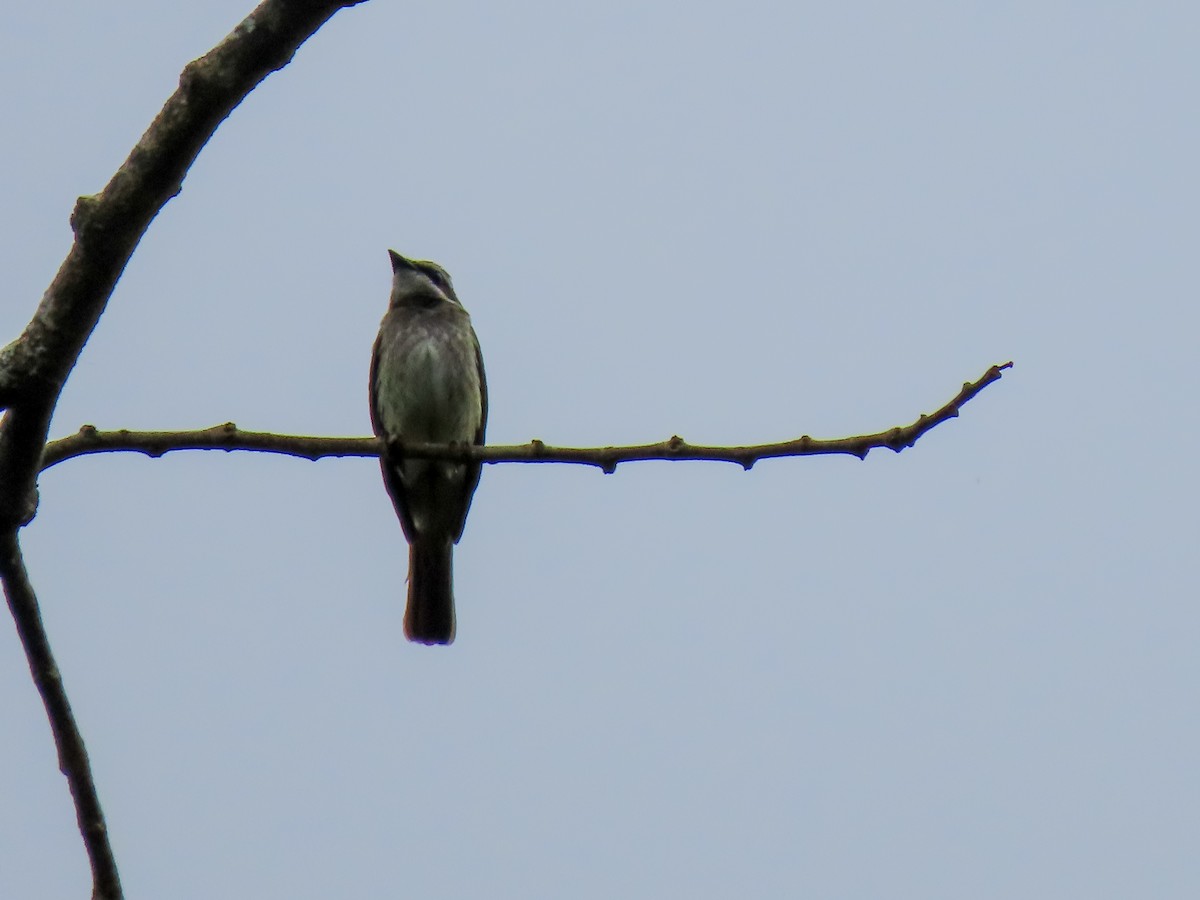 Piratic Flycatcher - Clara Camargo