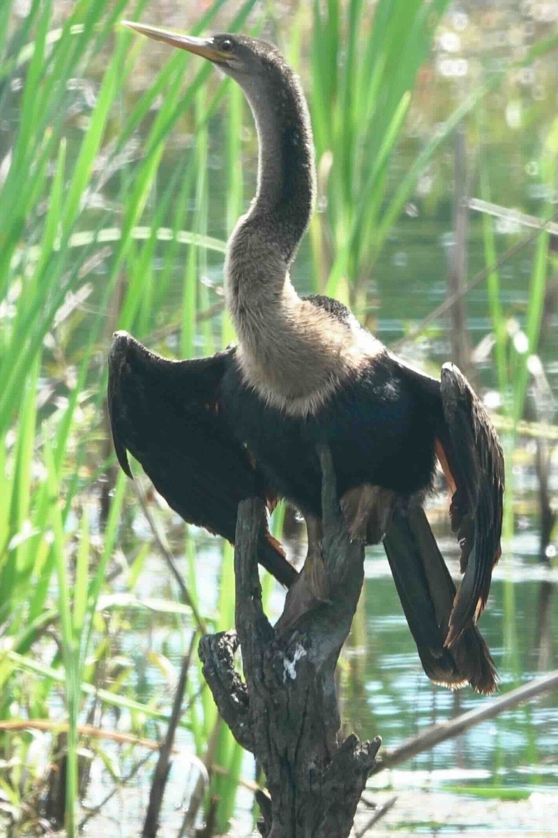 Anhinga - Joseph Wunderle