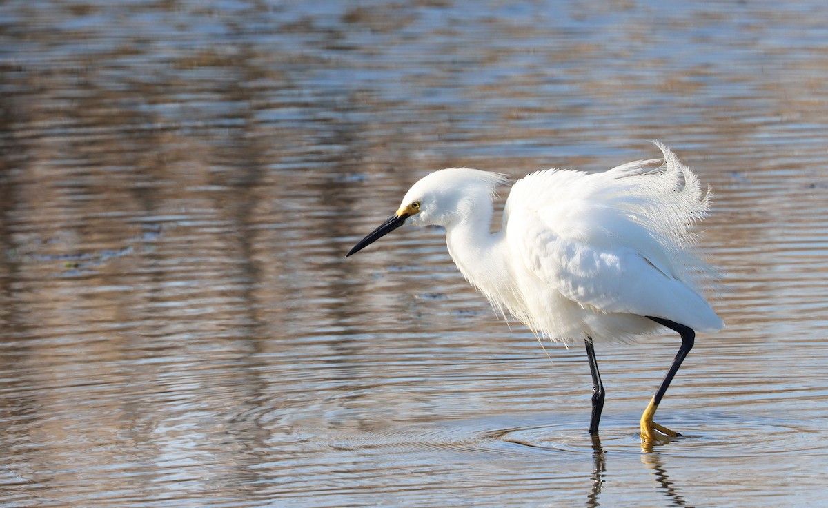 Snowy Egret - Stefan Mutchnick