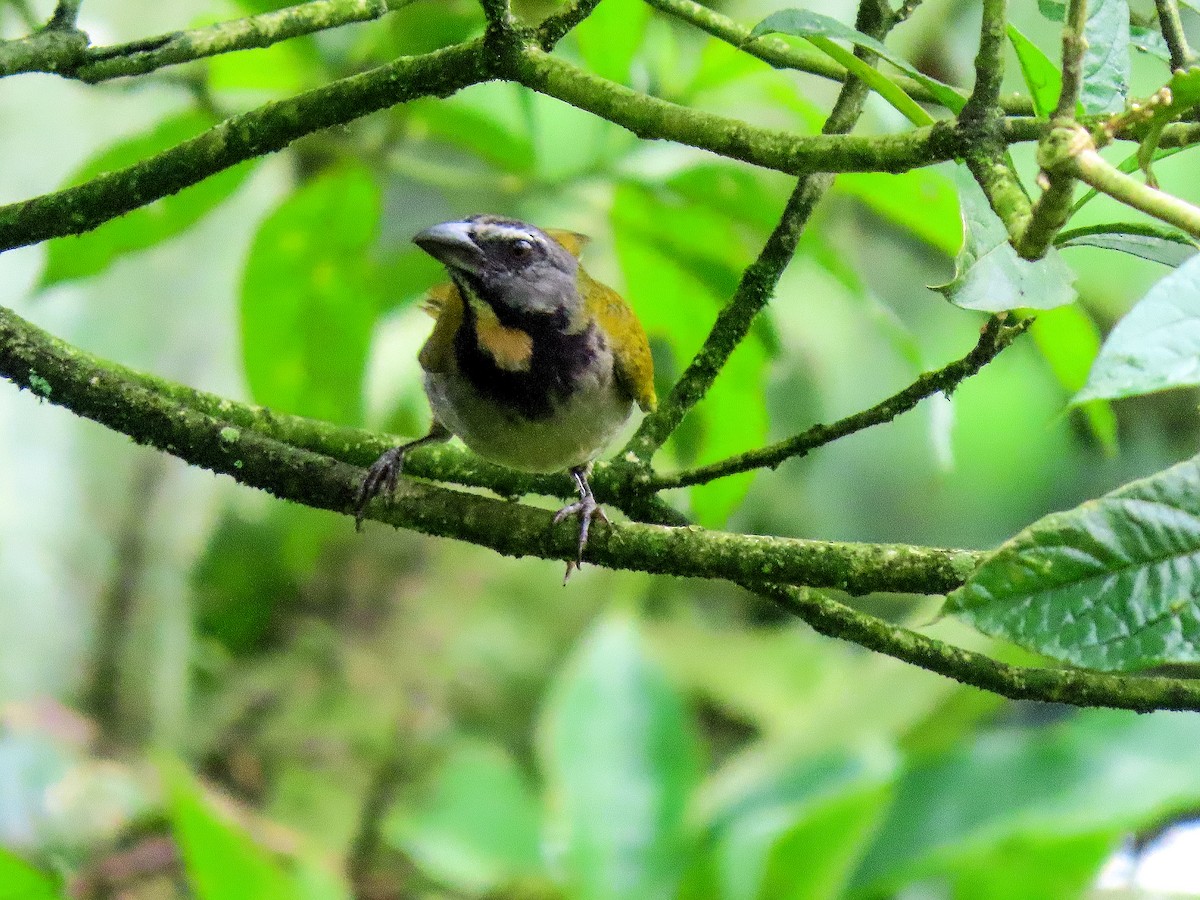 Buff-throated Saltator - Clara Camargo