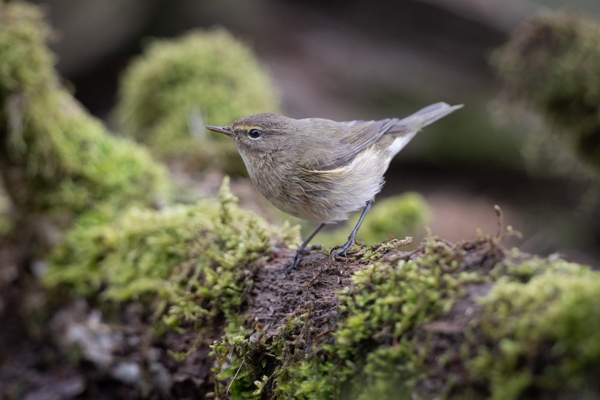 Common Chiffchaff - Guido Van den Troost