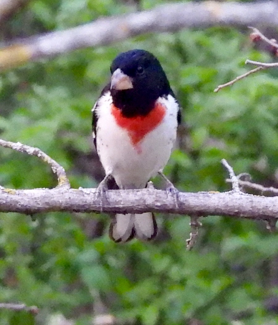 Rose-breasted Grosbeak - Sue Dallman