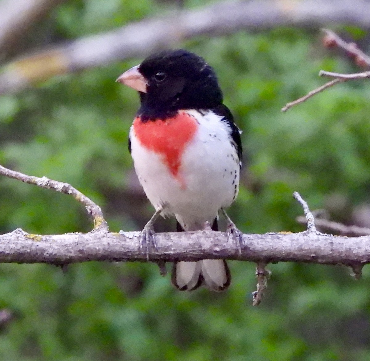 Rose-breasted Grosbeak - Sue Dallman