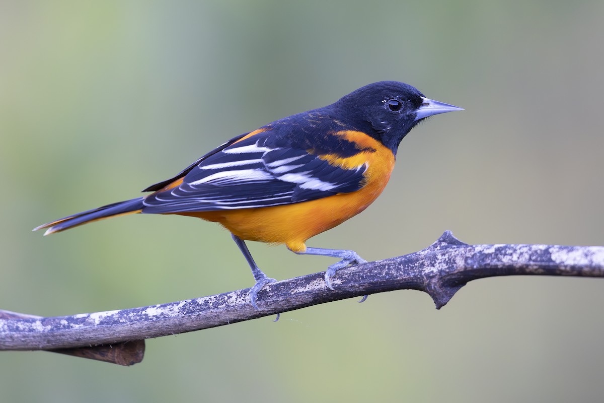 Baltimore Oriole - ML618955101