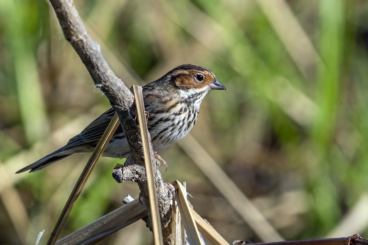 Little Bunting - Su Li