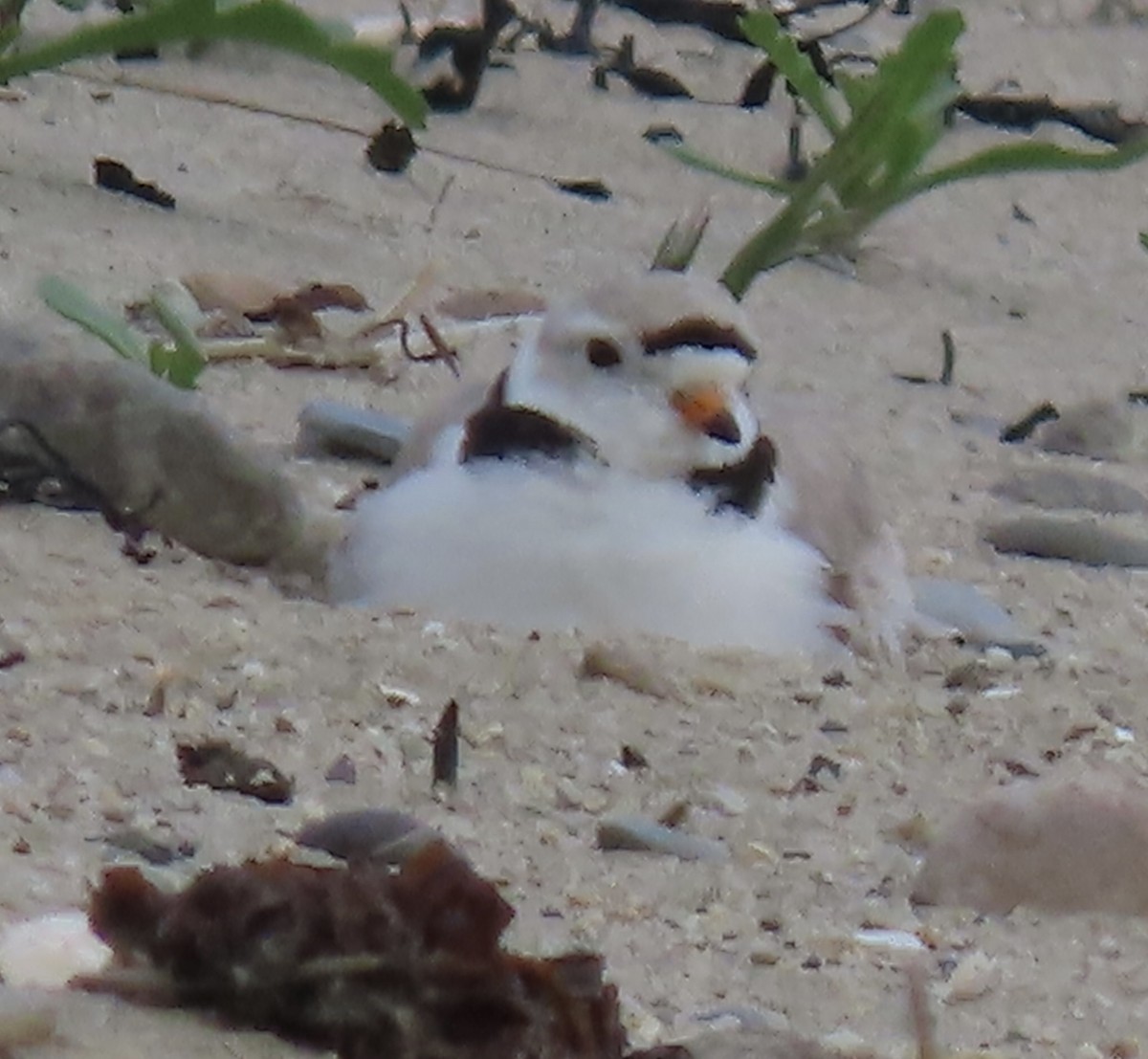 Piping Plover - ML618955114