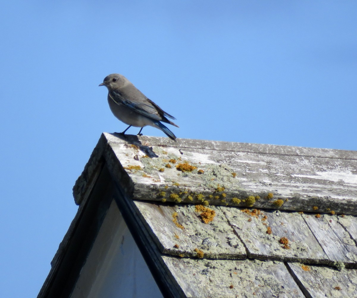 Mountain Bluebird - ML618955120