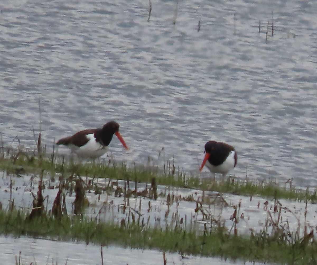 American Oystercatcher - Kathleen Rawdon