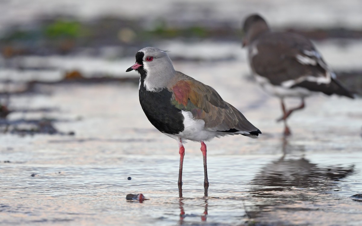 Southern Lapwing (chilensis/fretensis) - ML618955132