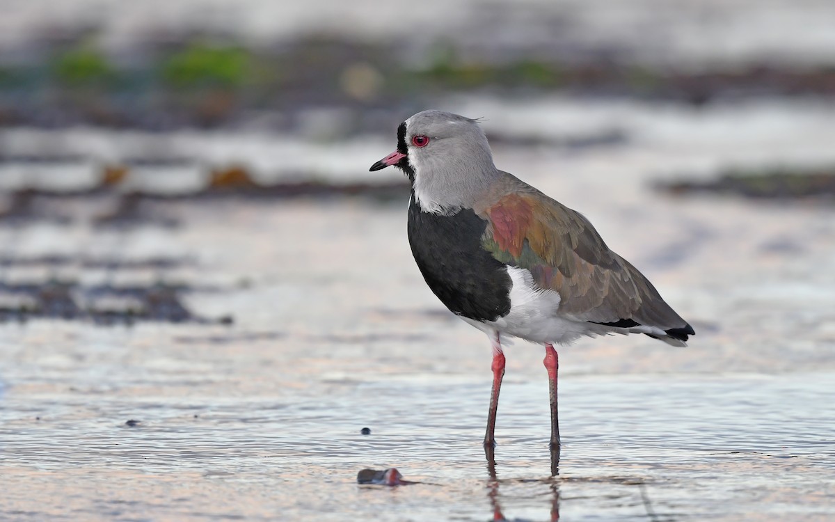 Southern Lapwing (chilensis/fretensis) - Christoph Moning