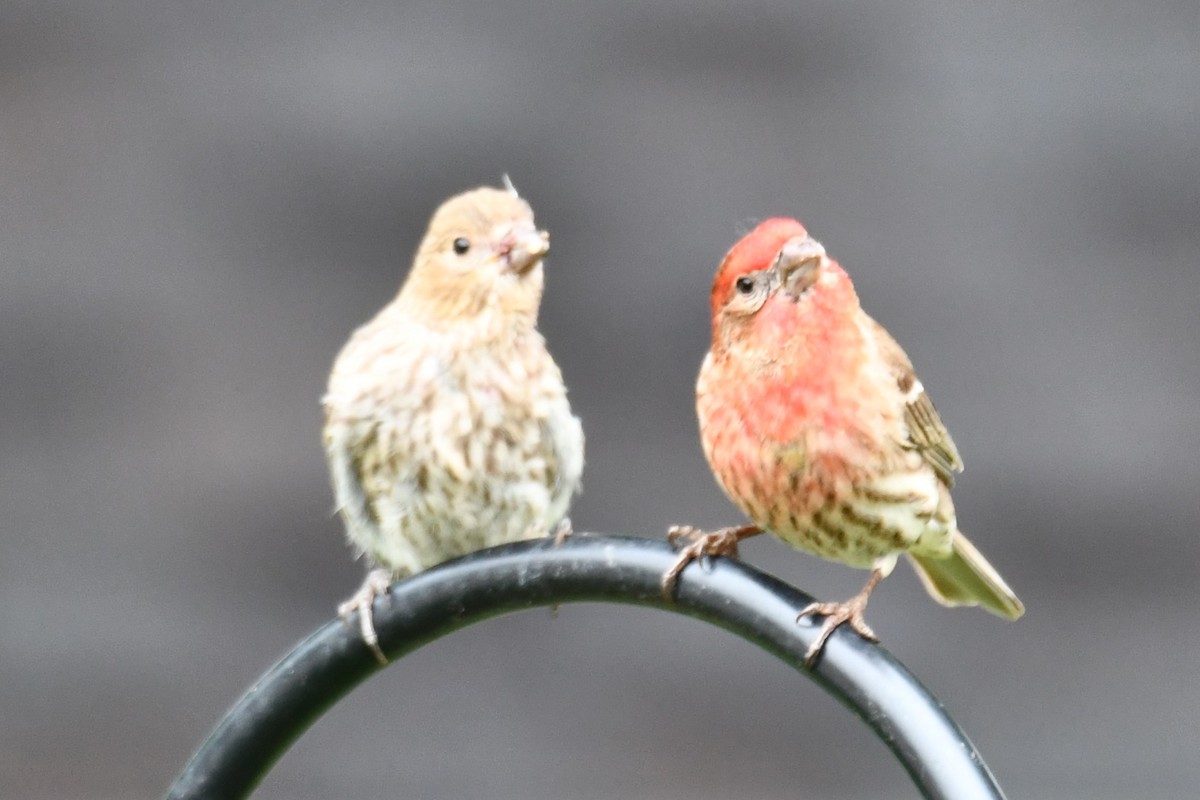 House Finch - Carmen Ricer