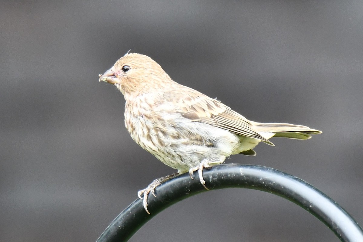 House Finch - Carmen Ricer