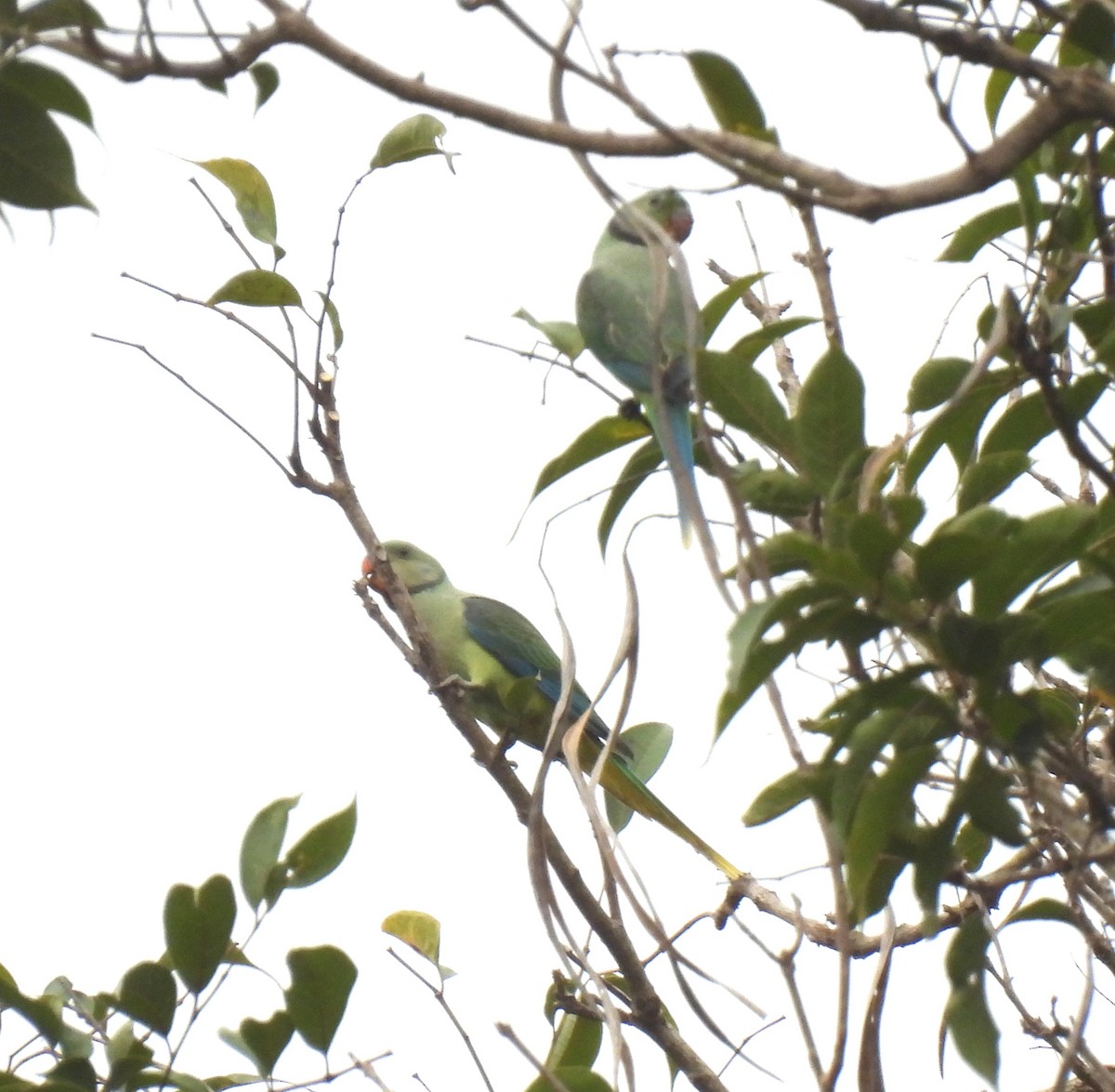 Malabar Parakeet - ML618955148