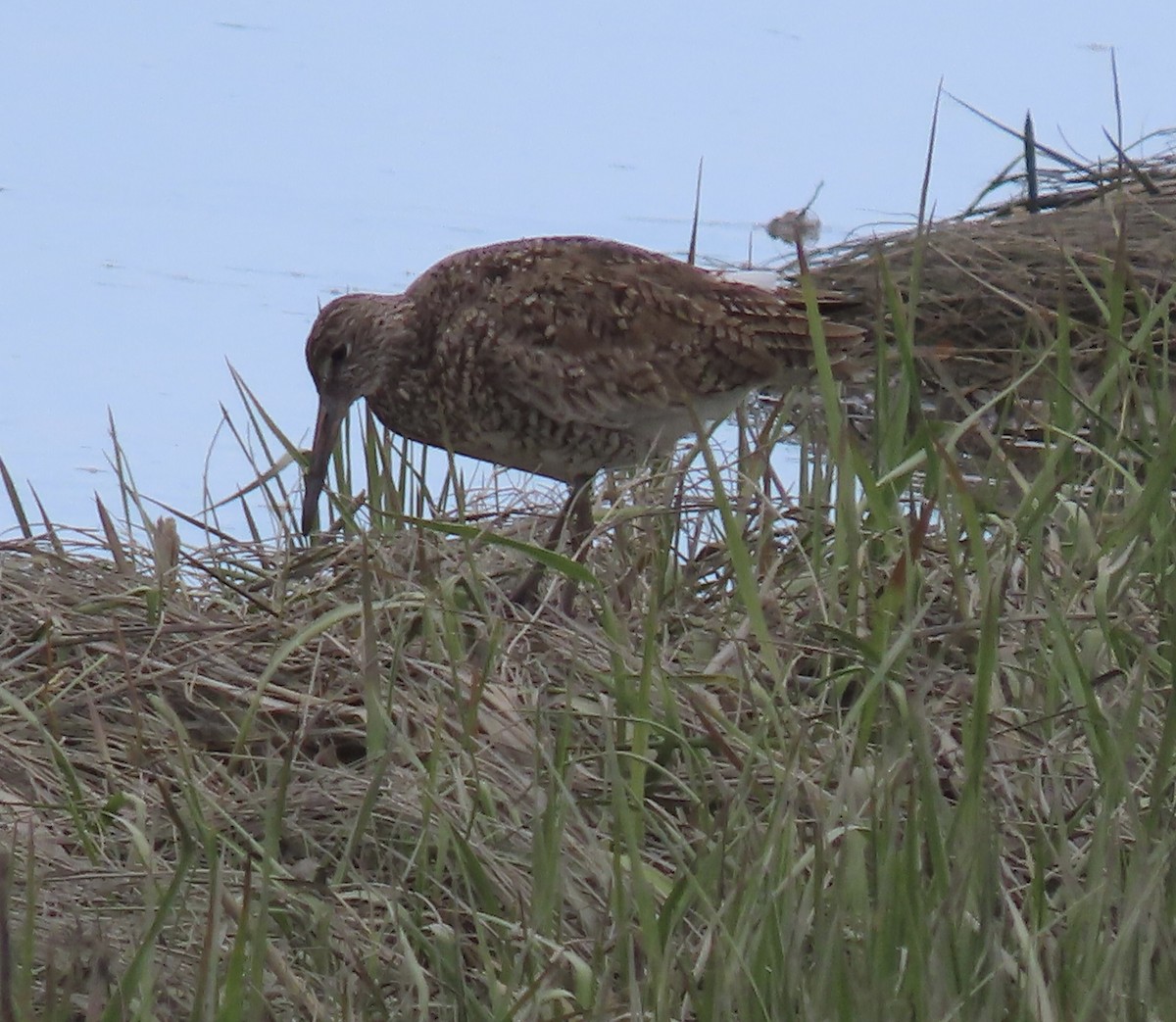 Willet - Kathleen Rawdon