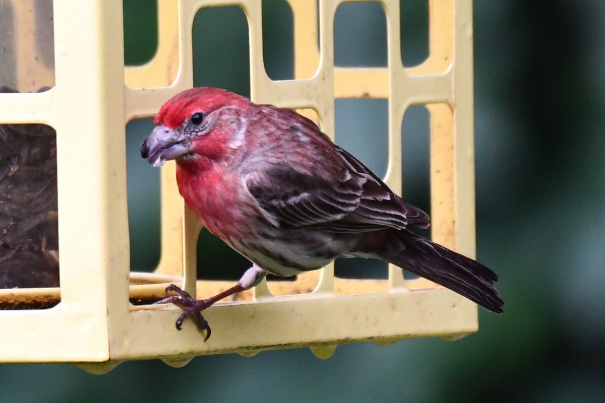 House Finch - Carmen Ricer