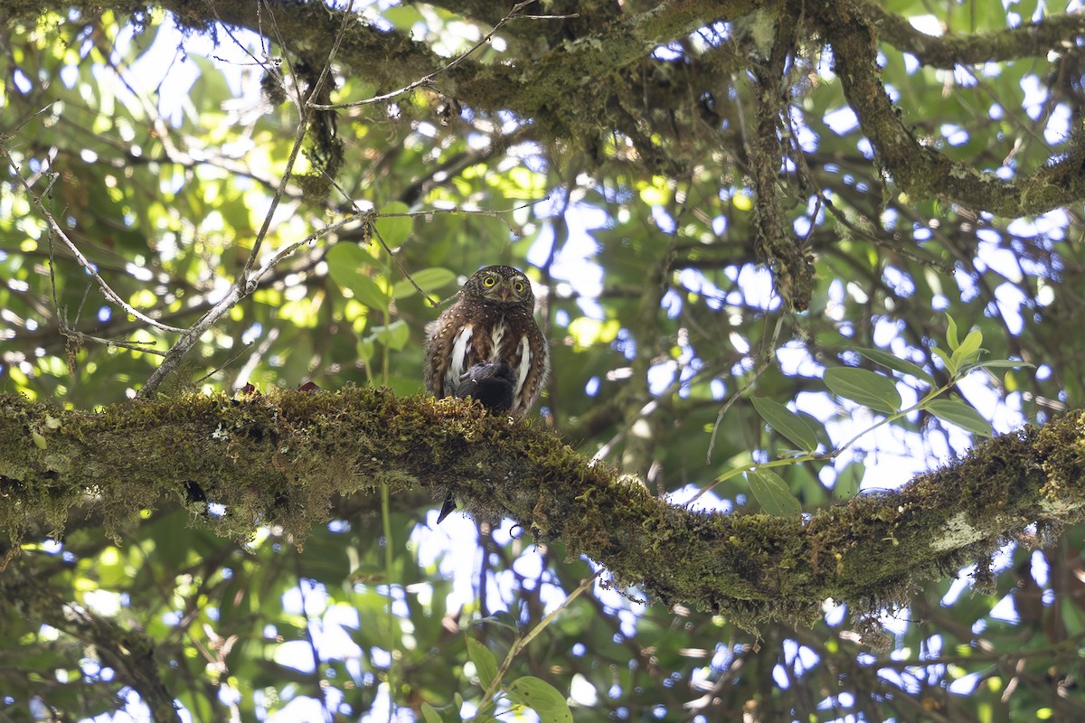Costa Rican Pygmy-Owl - Jon Irvine