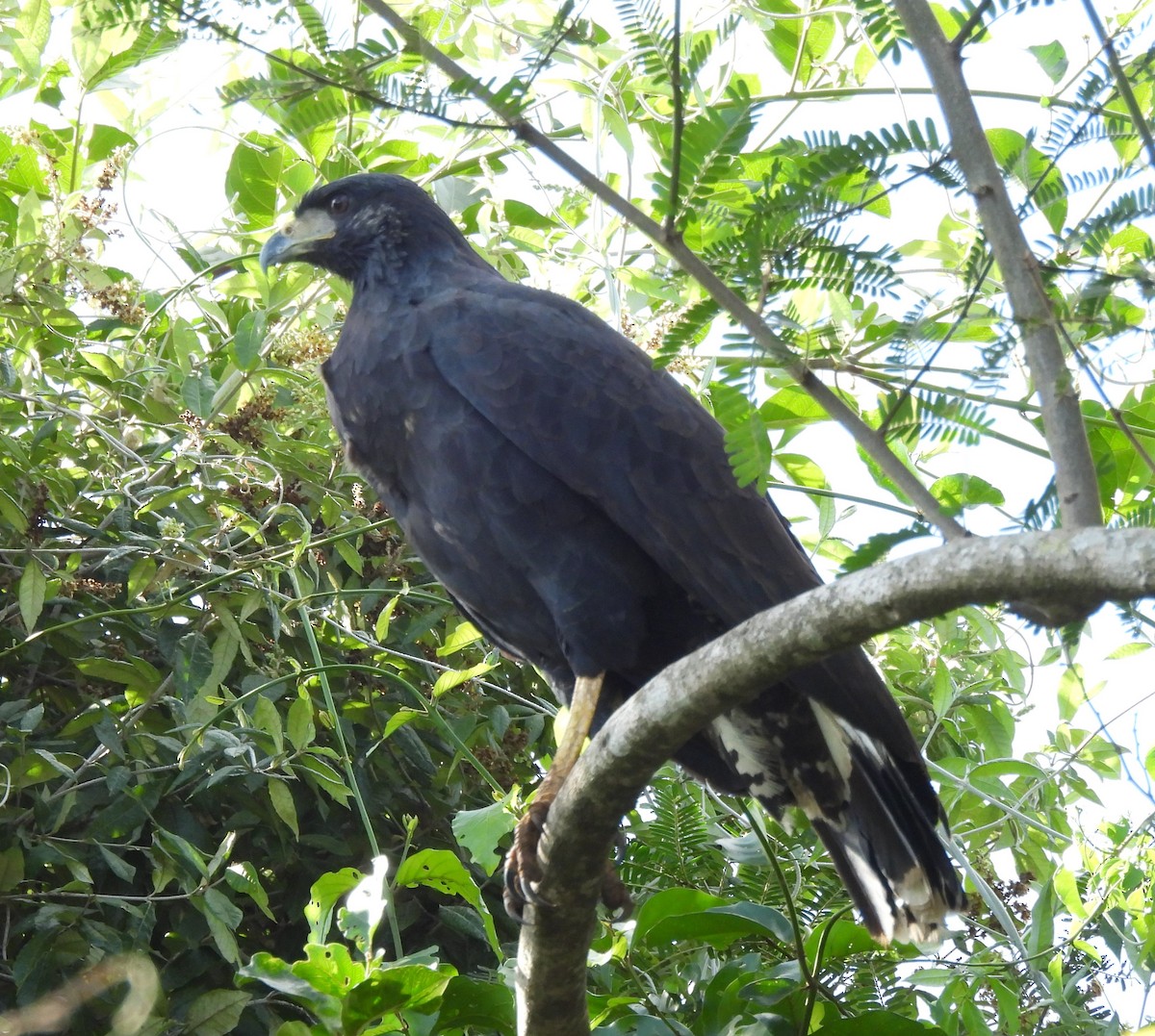 Great Black Hawk - Olácio Komori