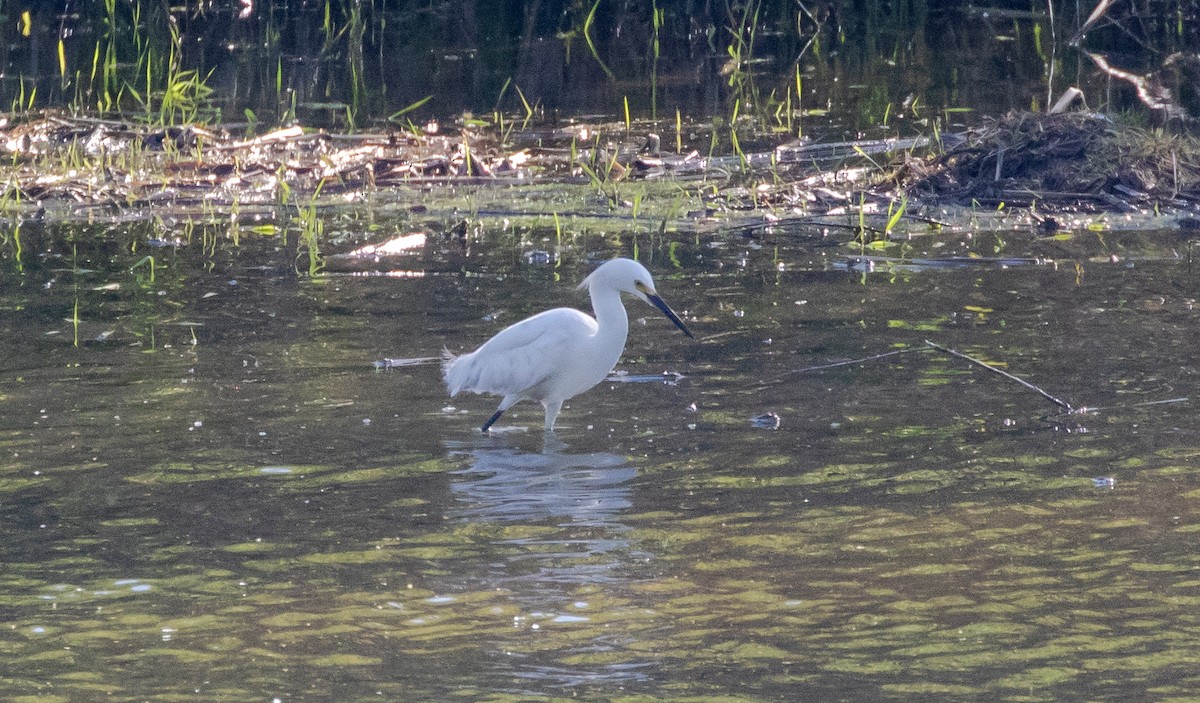 Snowy Egret - Todd Mitchell