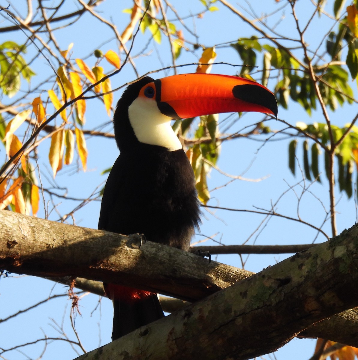 Toco Toucan - ML618955201