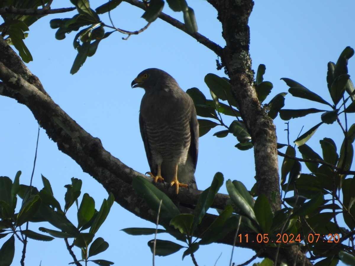 Roadside Hawk - Cesar Lopez Bustamante