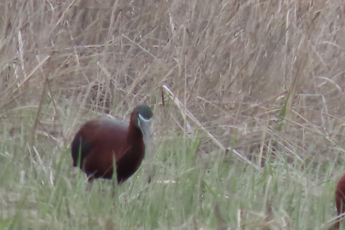 Glossy Ibis - Kathleen Rawdon