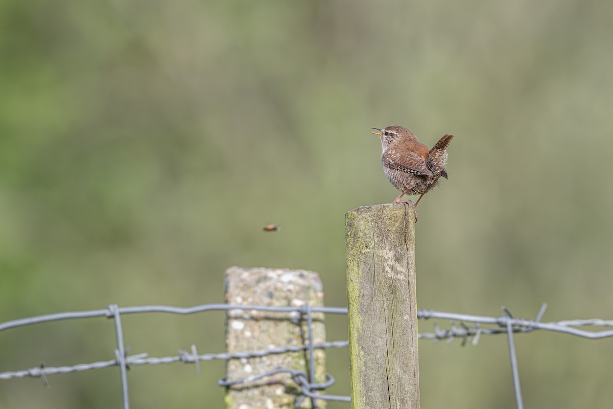 Eurasian Wren - Guido Van den Troost