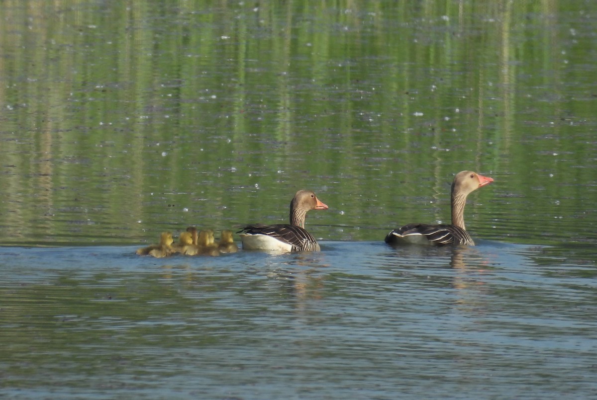 Graylag Goose - Tomislav Mandir