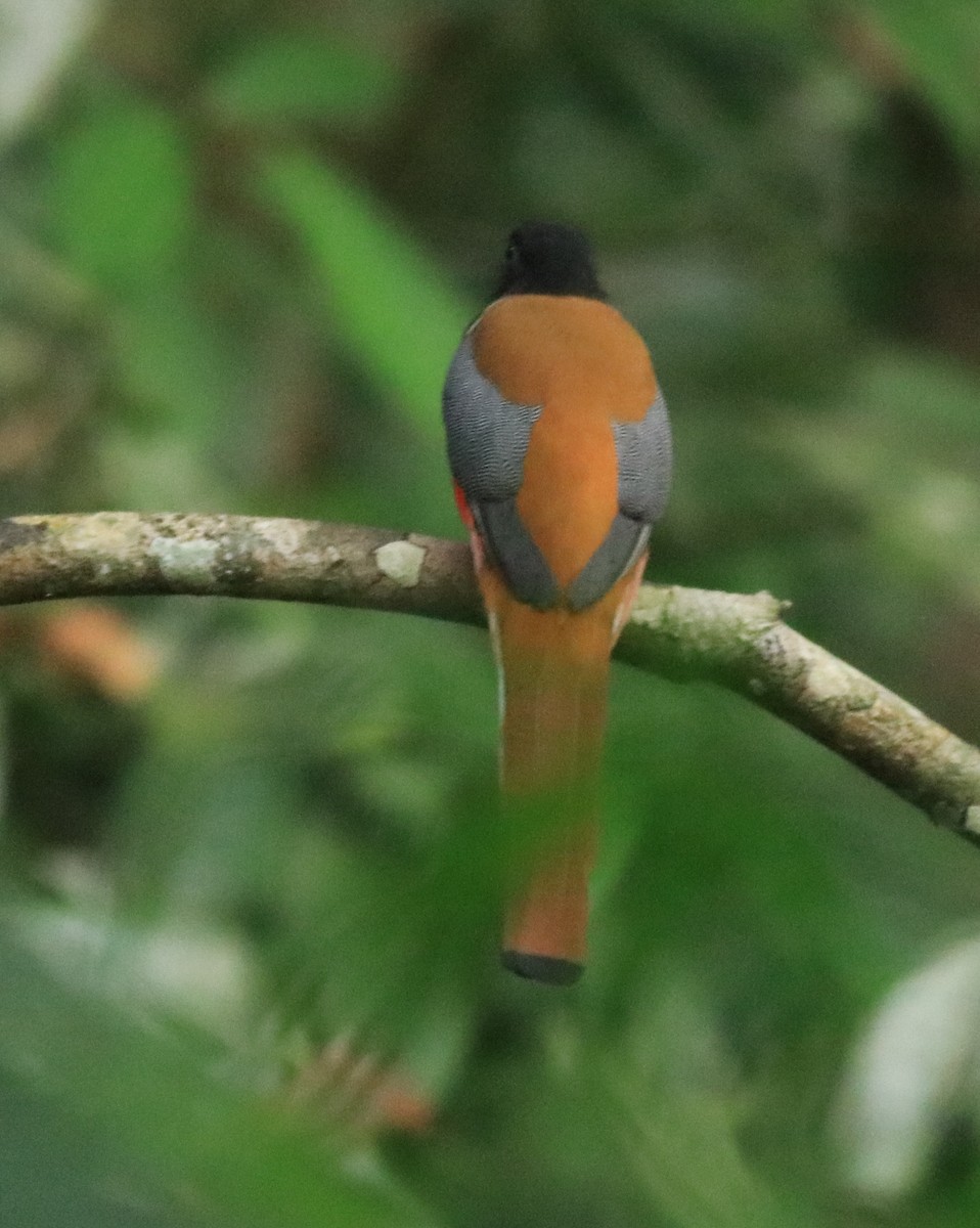 Malabar Trogon - ML618955235