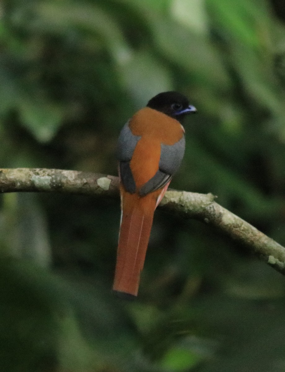 Malabar Trogon - ML618955236