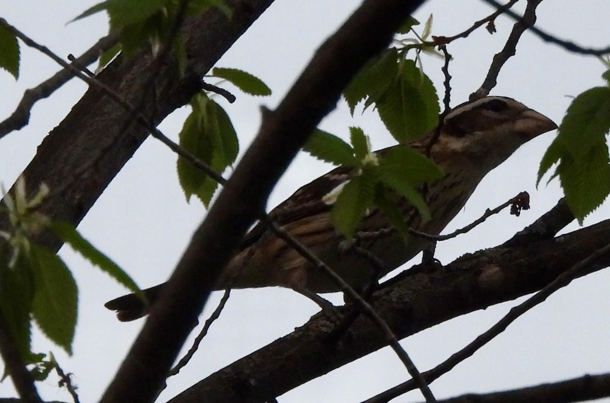 Rose-breasted Grosbeak - Sue Dallman