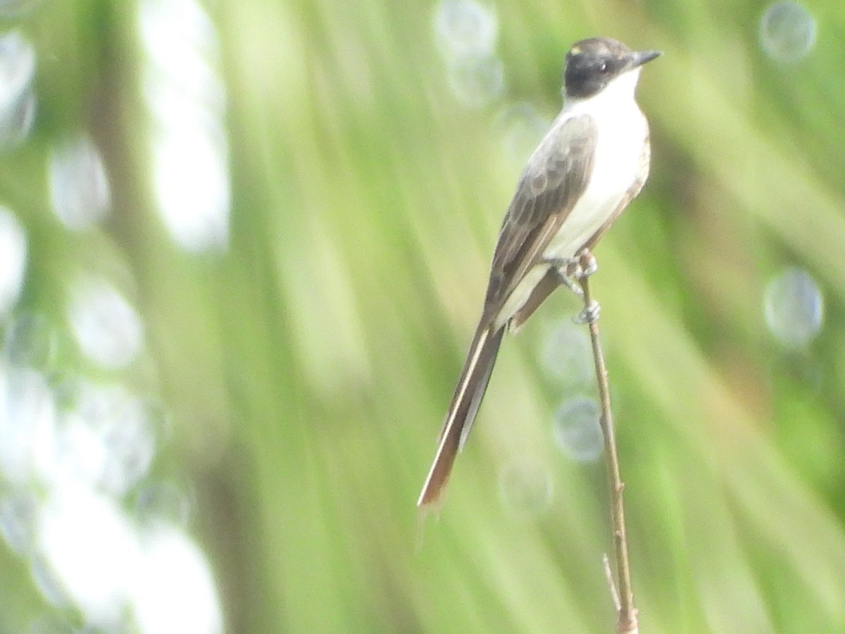 Fork-tailed Flycatcher - lola aleman