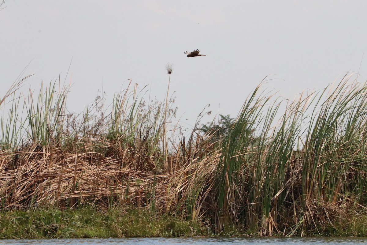 African Marsh Harrier - ML618955283